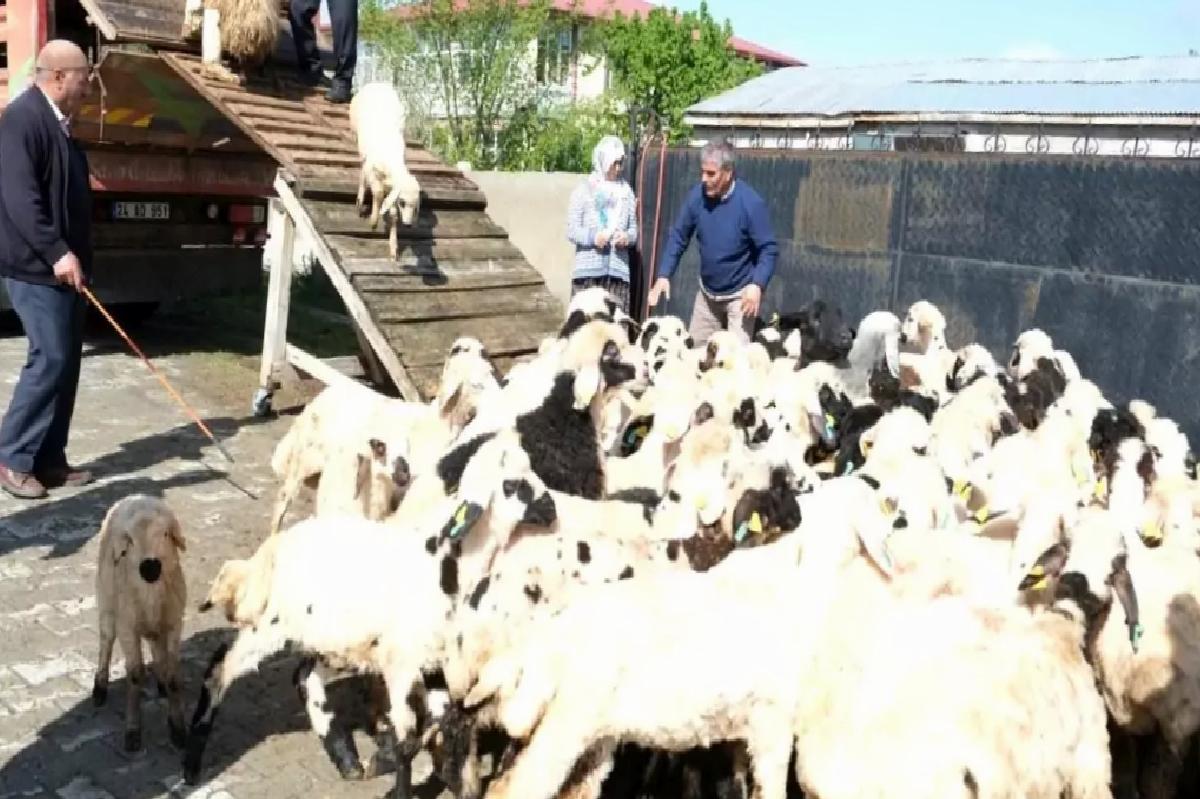 Erzincan’da Yayla Göçü Başladı