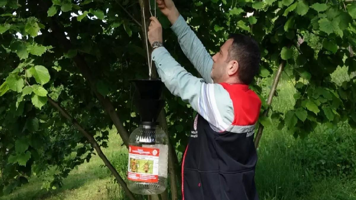 Fındık Bahçelerinde Kahverengi Kokarca Mücadelesi