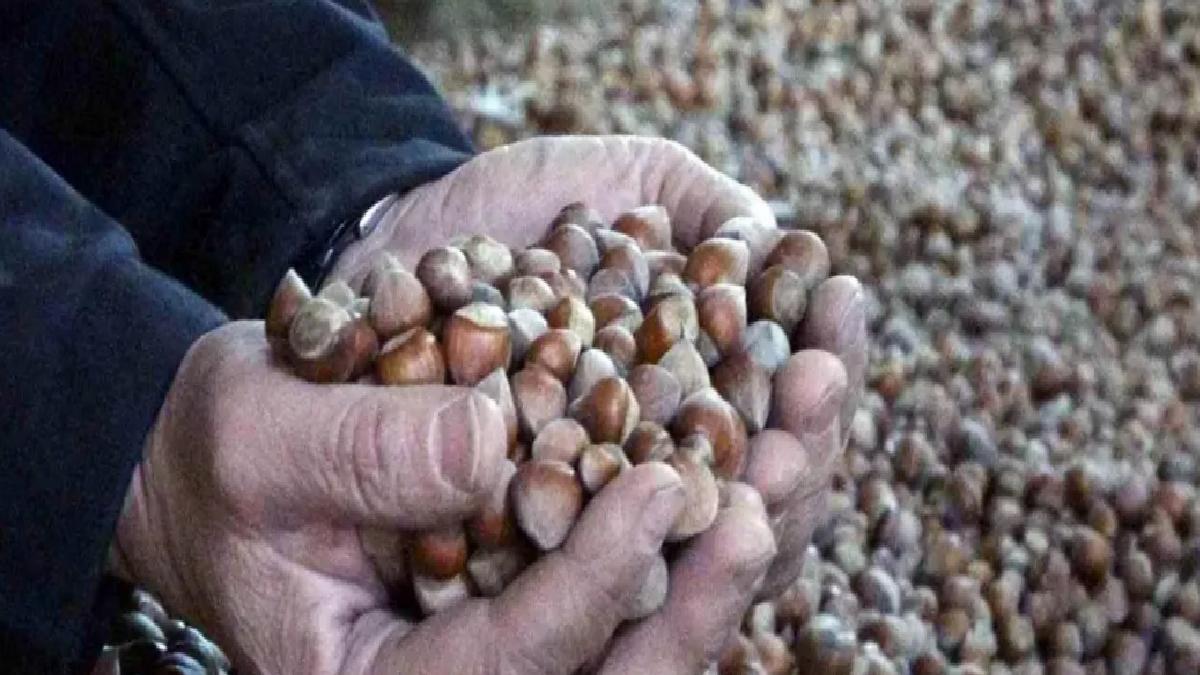 Fındık Fiyatları Sert Düşüşte