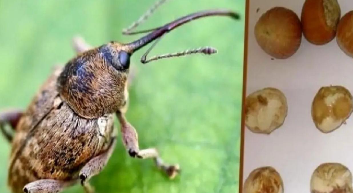 Fındık Kurduyla Mücadele Zamanı