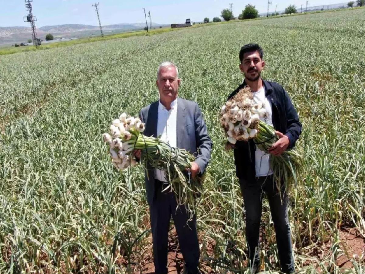 Gaziantep’te Sarımsak Hasadı Başladı