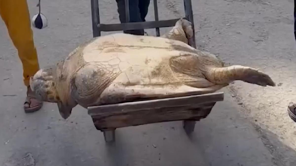 Gazze’de açlıkla savaşan insanlar, deniz kaplumbağası yiyor