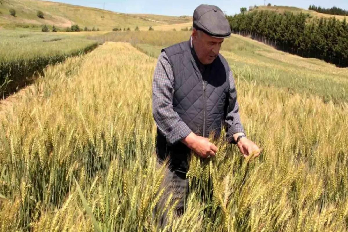 Gelibolu’da Buğday ve Arpa Çeşit Demonstrasyonu Tarla Günü Düzenlendi