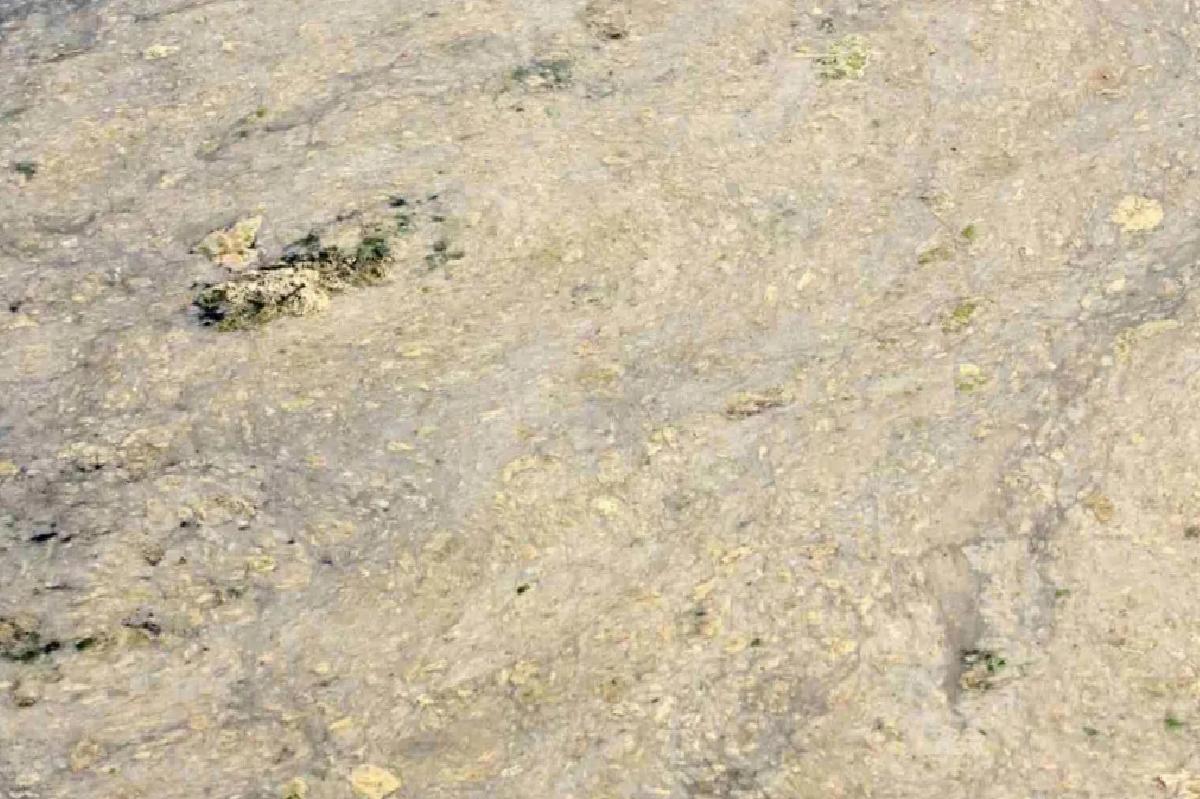 Gemlik’te Müsilaj Tehlikesi