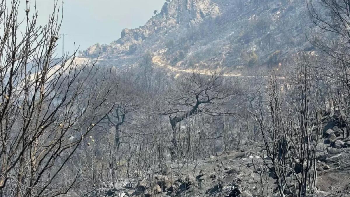 İklim Değişikliği Orman Yangınlarını Artırıyor