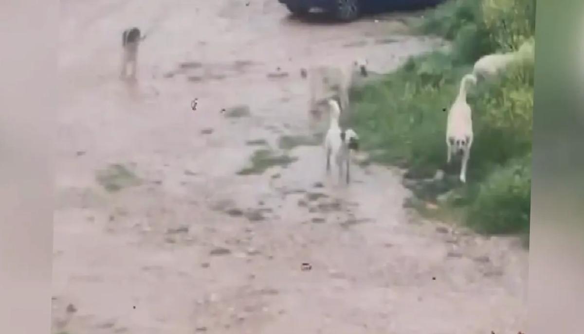 İnegöl’de Köpek Saldırısı Panik Yarattı