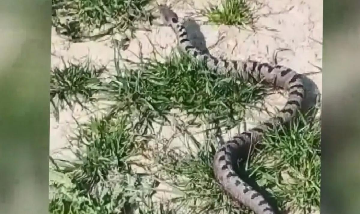 İnegöl’de Nesli Tehlikede Yılan Yakalandı