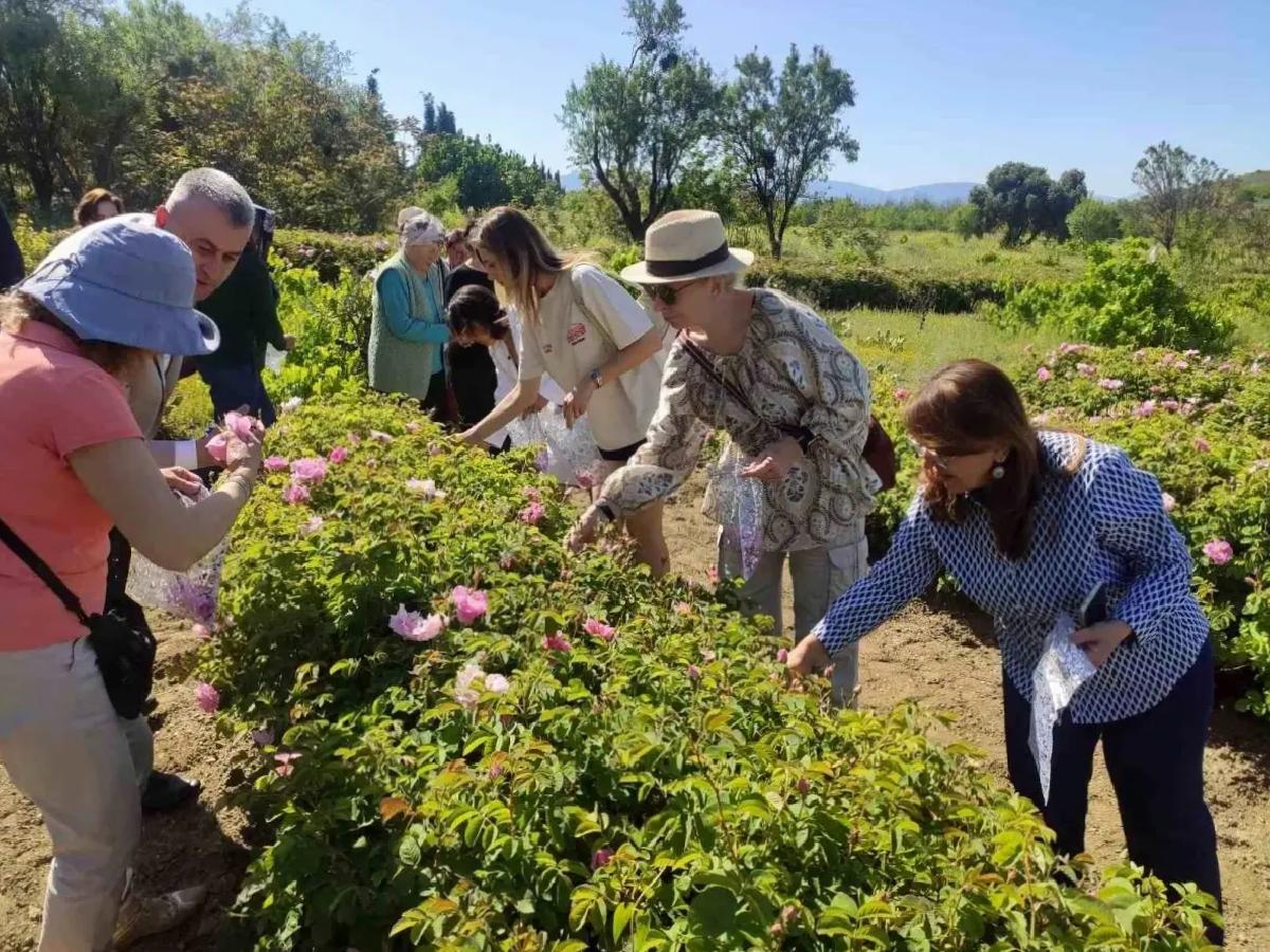 Isparta’da Gül Hasadı Sezonu Başladı