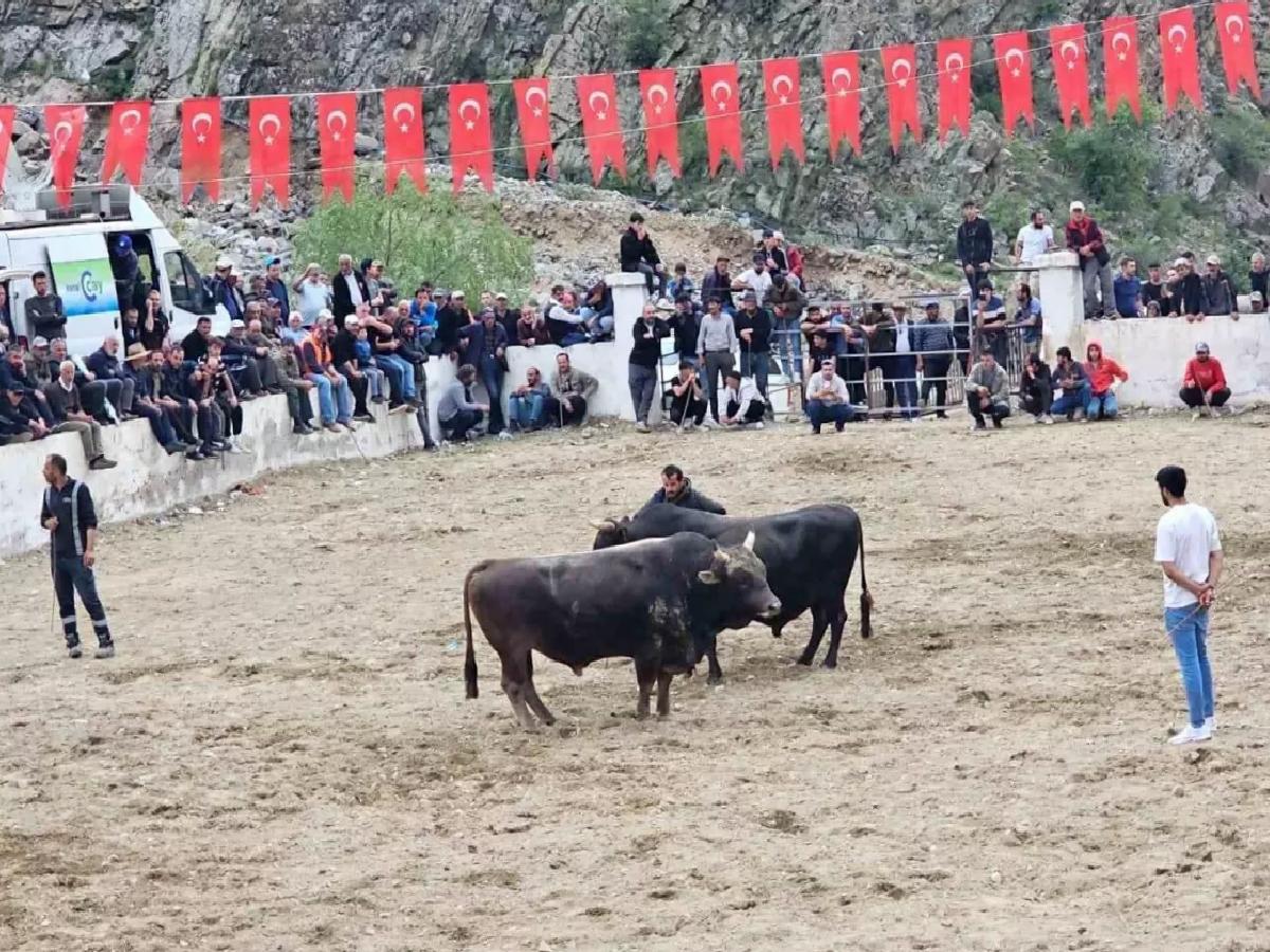 İspir’de Boğa Güreşlerinde Kavga Çıktı