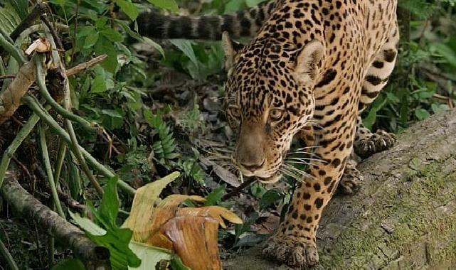 Jaguar: Guyana’nın Orman Ustası’, 3 Mayıs Cumartesi Günü 20.00’de National Geographic WILD Ekranlarında!