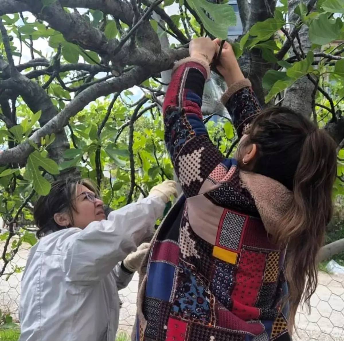 Kahverengi Kokarca ile Mücadele Adımı