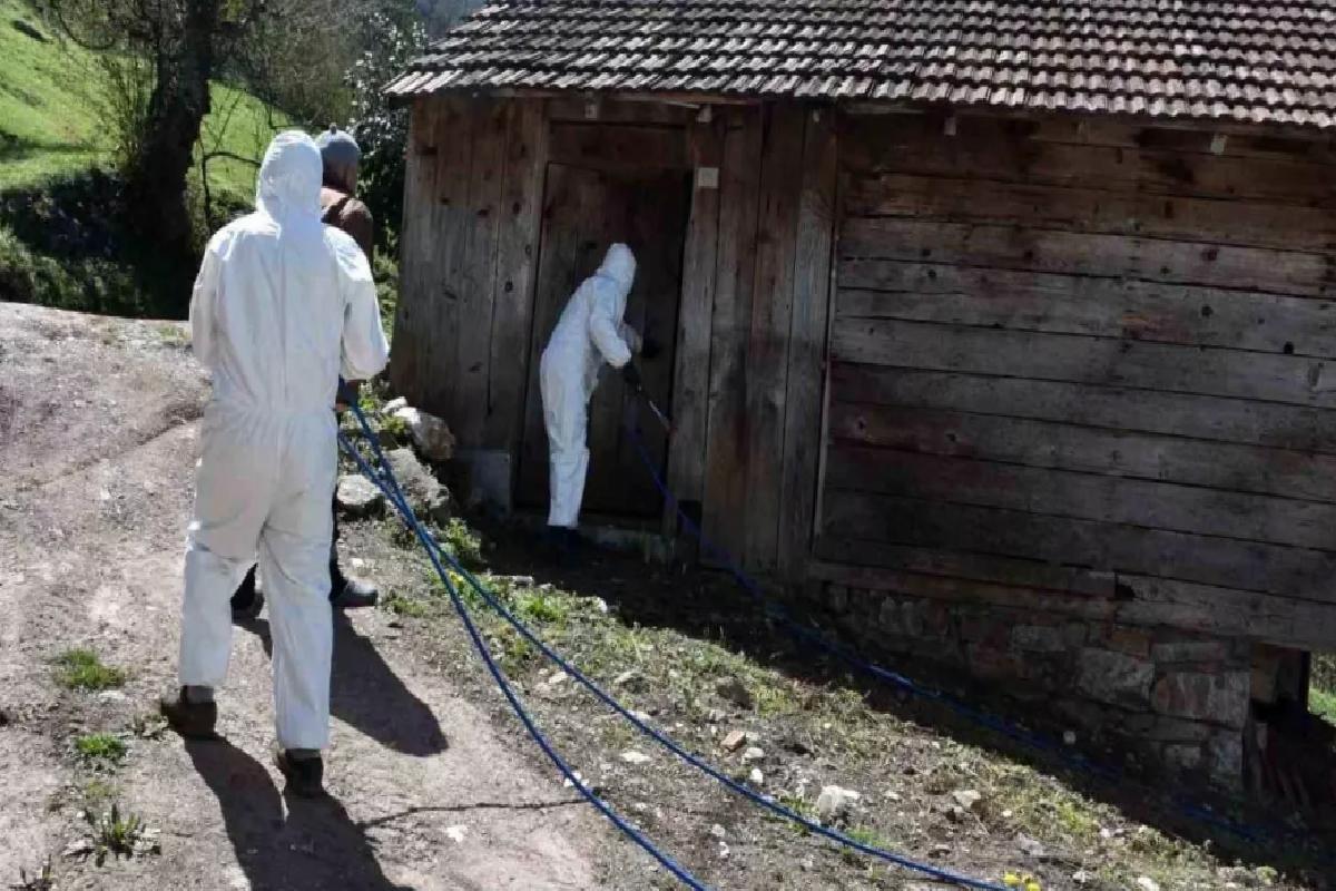 Kahverengi Kokarca İstilası Hendek’te İlaçlama Başladı