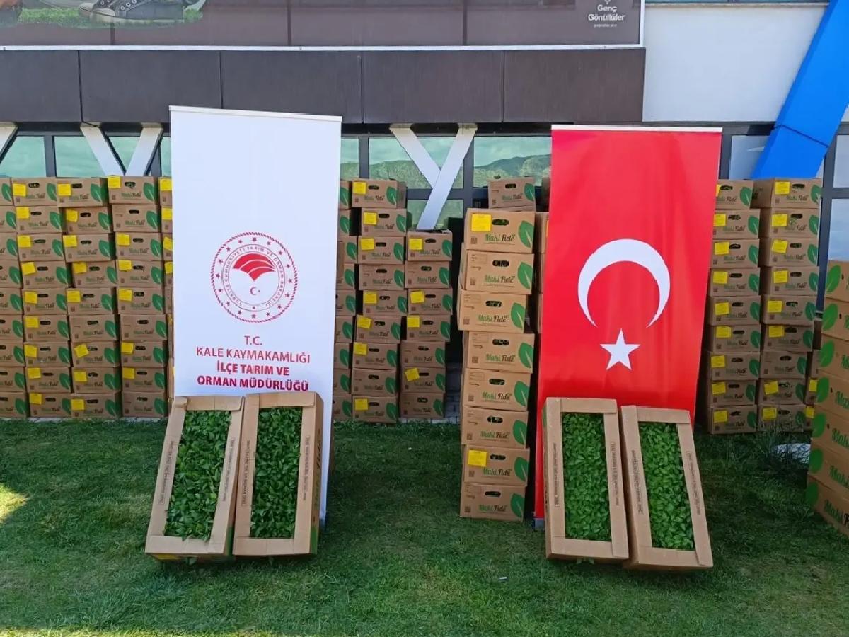 Kale’de 46 Çiftçiye 101 Bin Fide Dağıtıldı