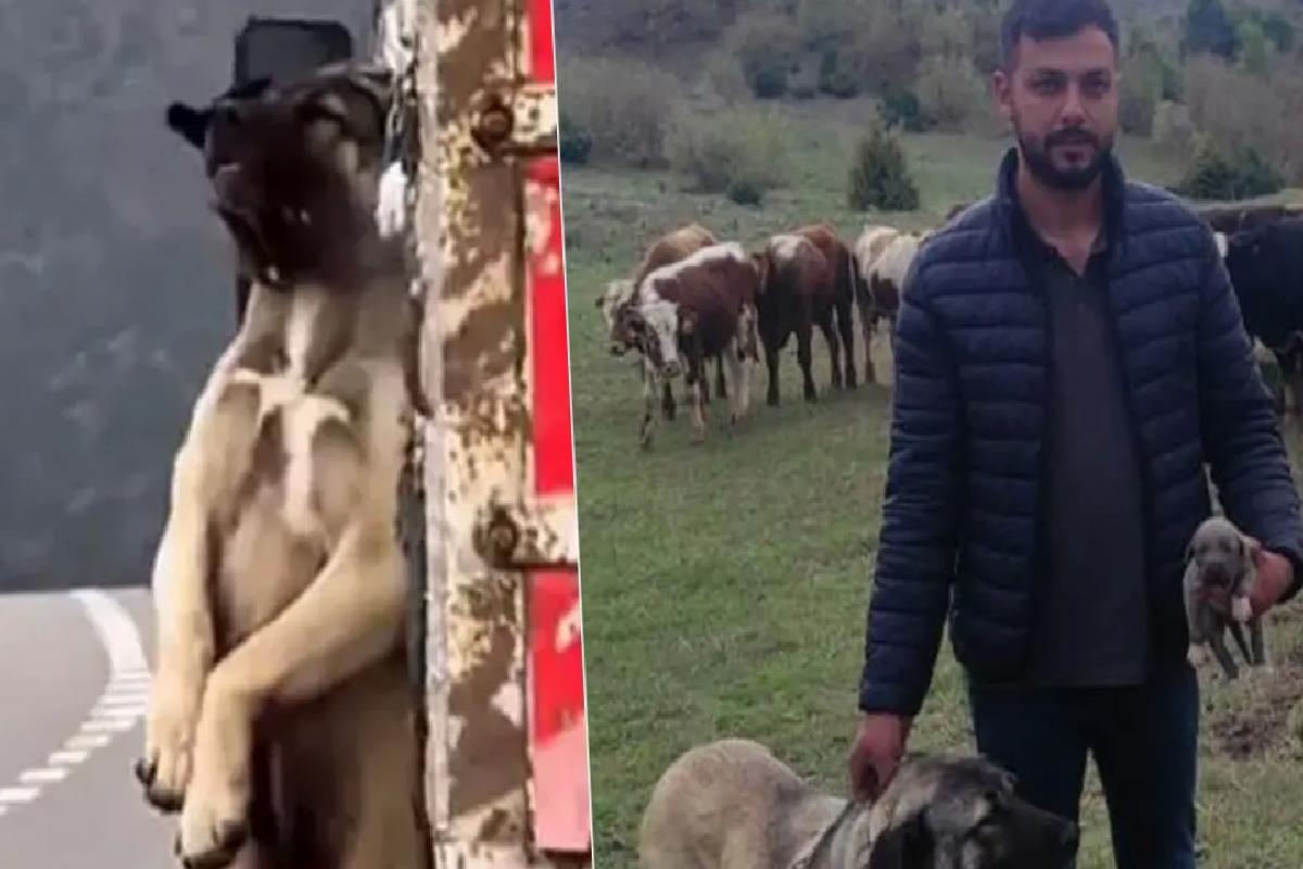 Kamyon kasasında sarkan köpeğin sahibi konuştu! İşte olayın iç yüzü