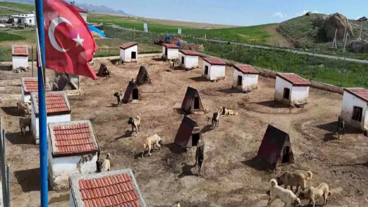 Kangal Köpeklerine Ortadoğu Talebi