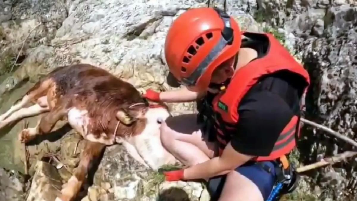 Kanyon’da Mahsur Kalan Tosun Kurtarıldı