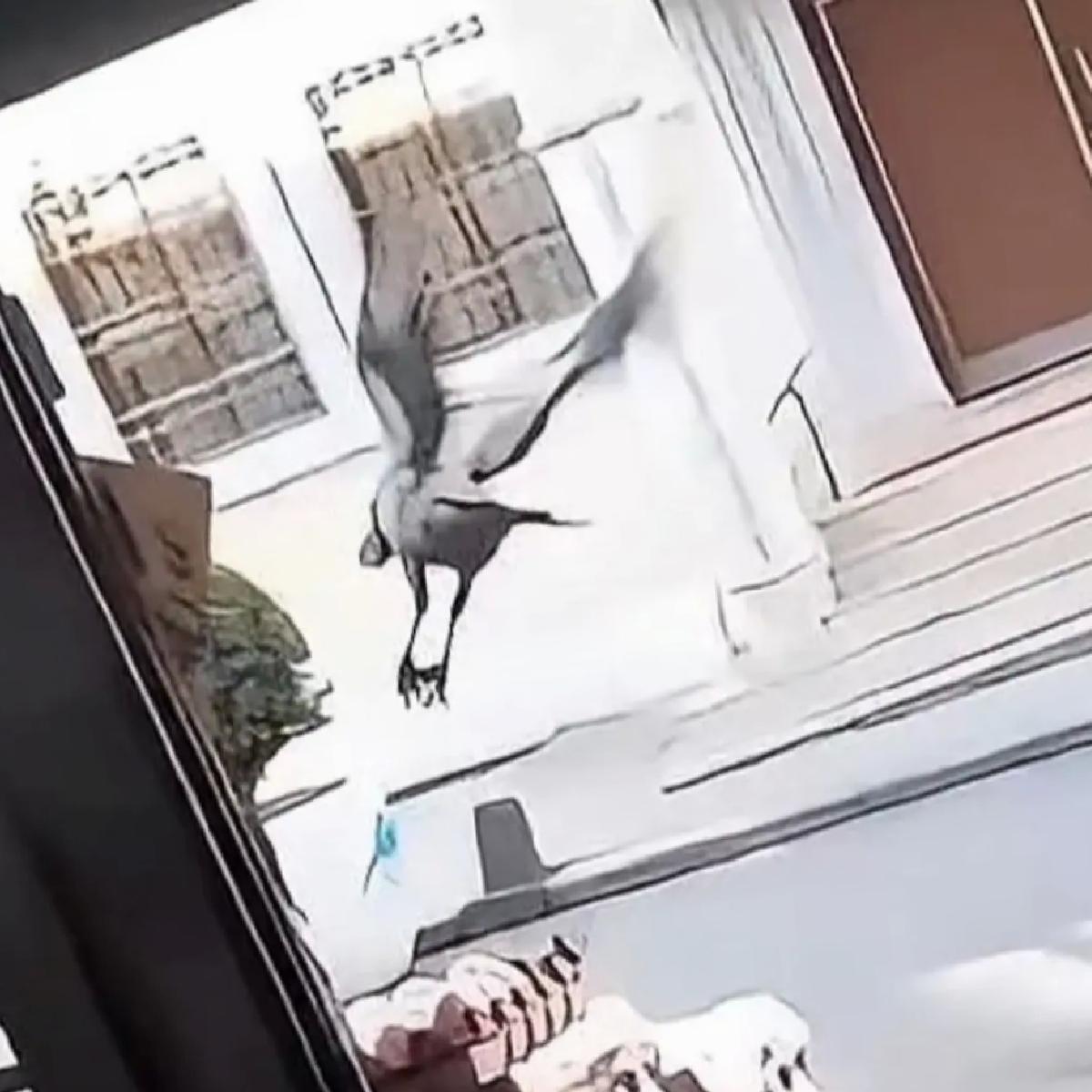 Karga Yumurtayı Kapıyor