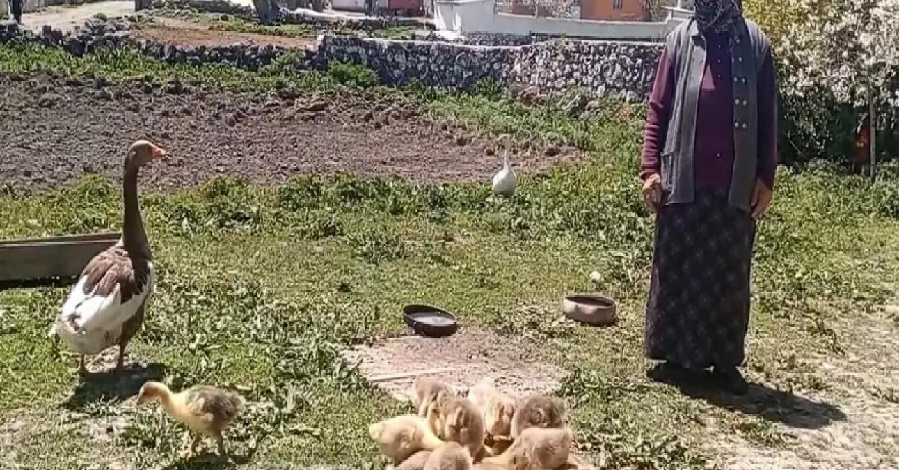 Kars Kazı Altınla Yarışıyor