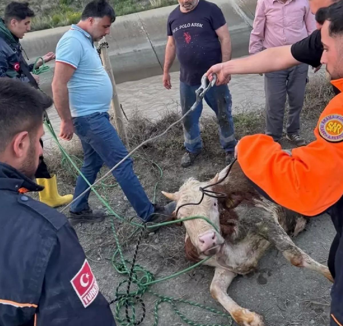 Kars’ta Baraj Kanalına Düşen Hayvanlar