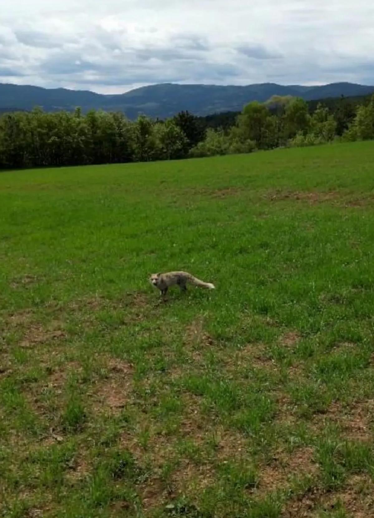Kastamonu’da Tilki ve Dron Görüntüleri