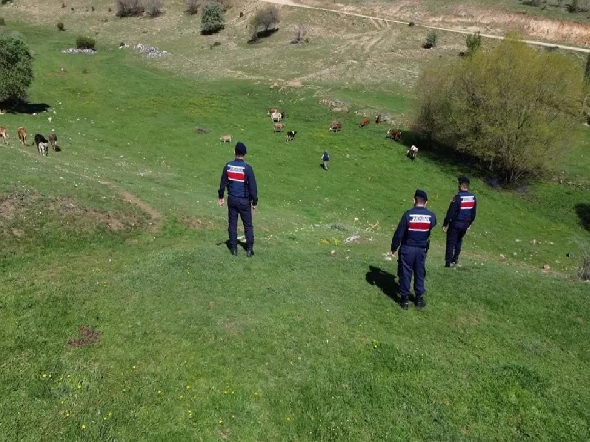 Kaybolan Hayvanlar Jandarma Tarafından Bulundu