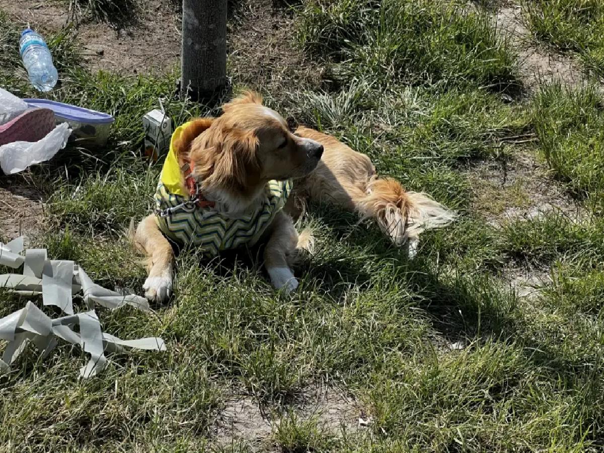 Kayseri’de Köpek Isırdı: 4 Yaşındaki Çocuk Hastaneye Kaldırıldı