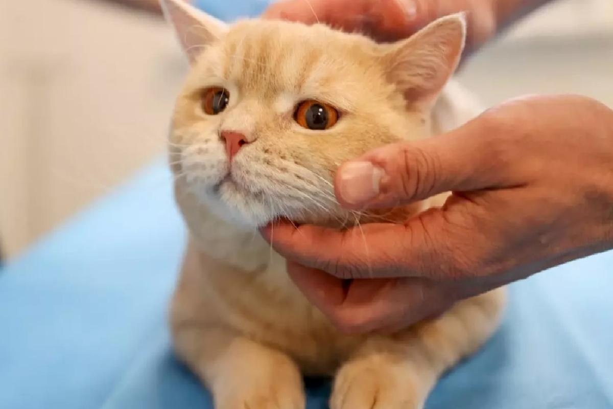 Kedi Hani Hayata Döndü!