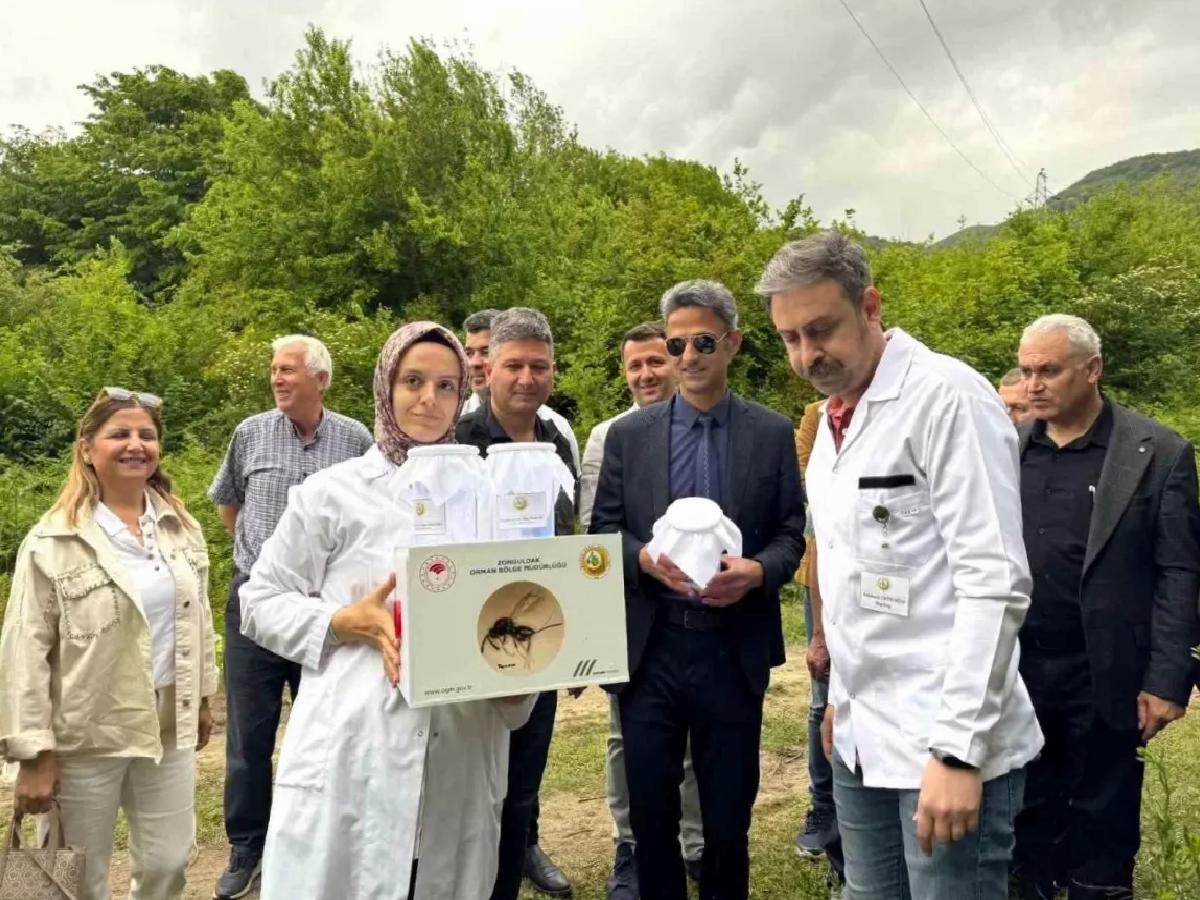 Kestane Gal Arısına Biyolojik Mücadele