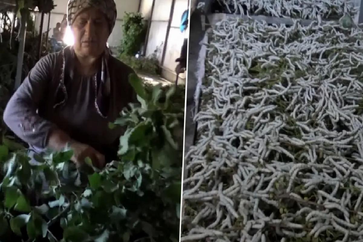 Kilosu 1000 liradan satılan ürün 150 ailenin en önemli geçim kaynağı