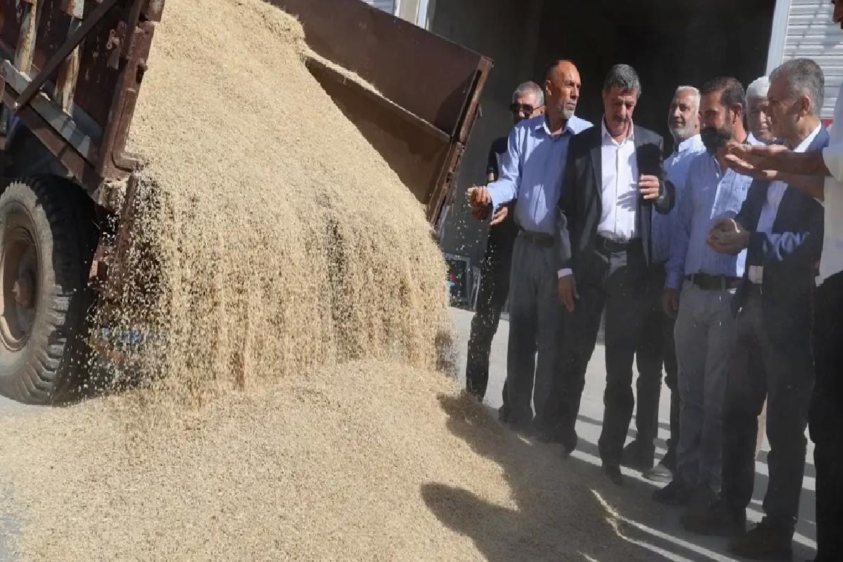 Kızıltepe’de Arpa Hasadı Başladı