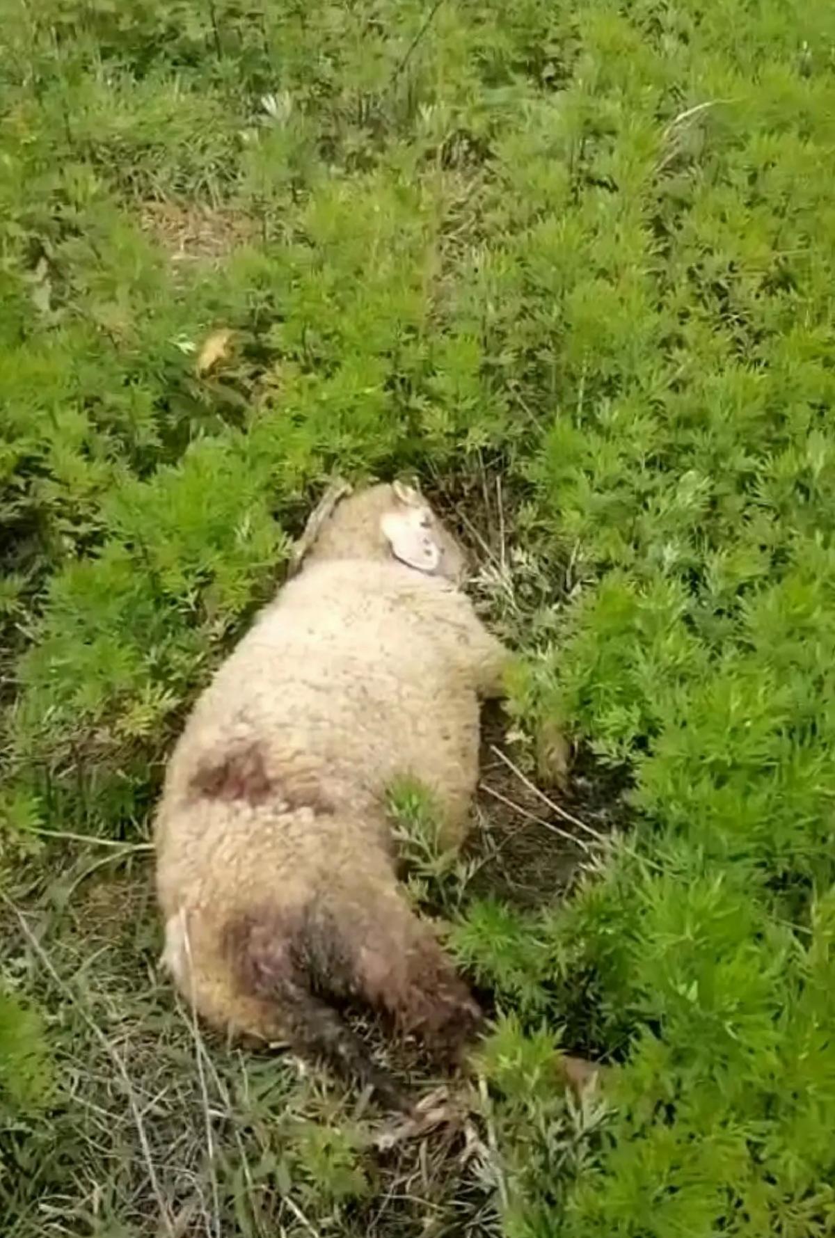 Köpek Saldırısı: İki Hayvan Telef Oldu