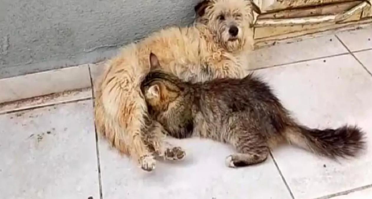 Köpek Tarçın, Yavru Kediyi Emziriyor