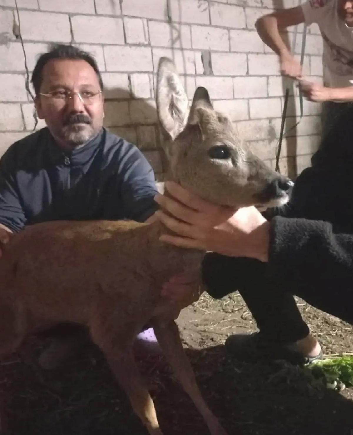 Köpeklerin Saldırdığı Yaralı Karaca Kurtarıldı
