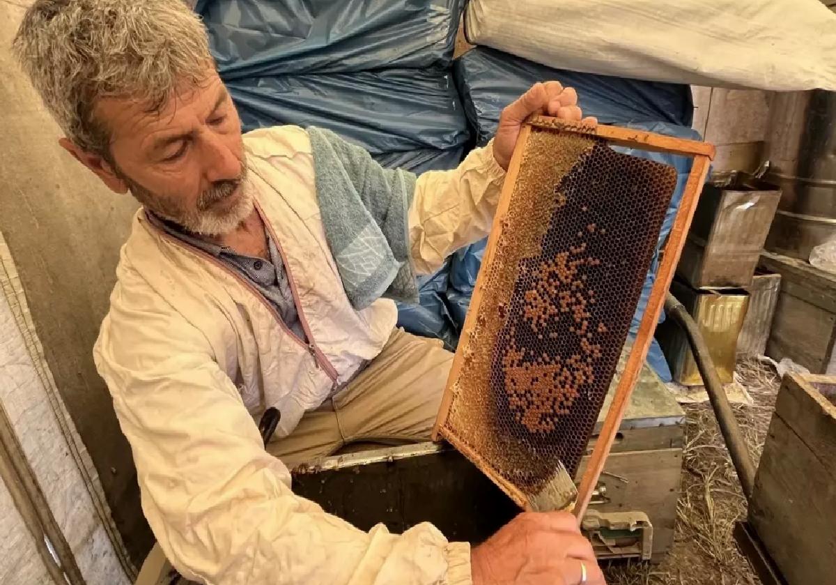 Kumluca’da Narenciye Balı Hasadı Başladı