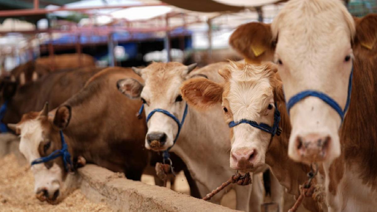 Kurban Bayramı öncesi hastalık ve kesimlere ilişkin tedbirler alındı