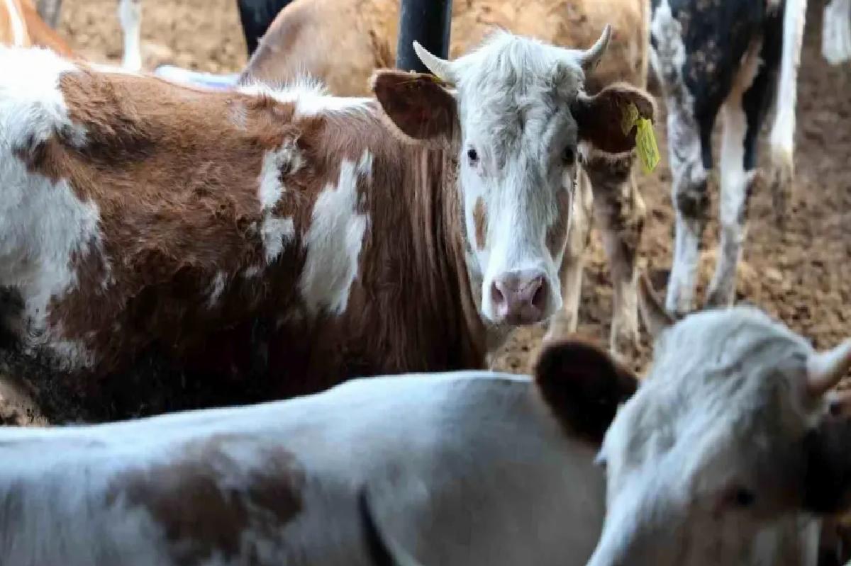 Kurban Bayramı’nda Büyükbaş Hayvana Talep Artıyor