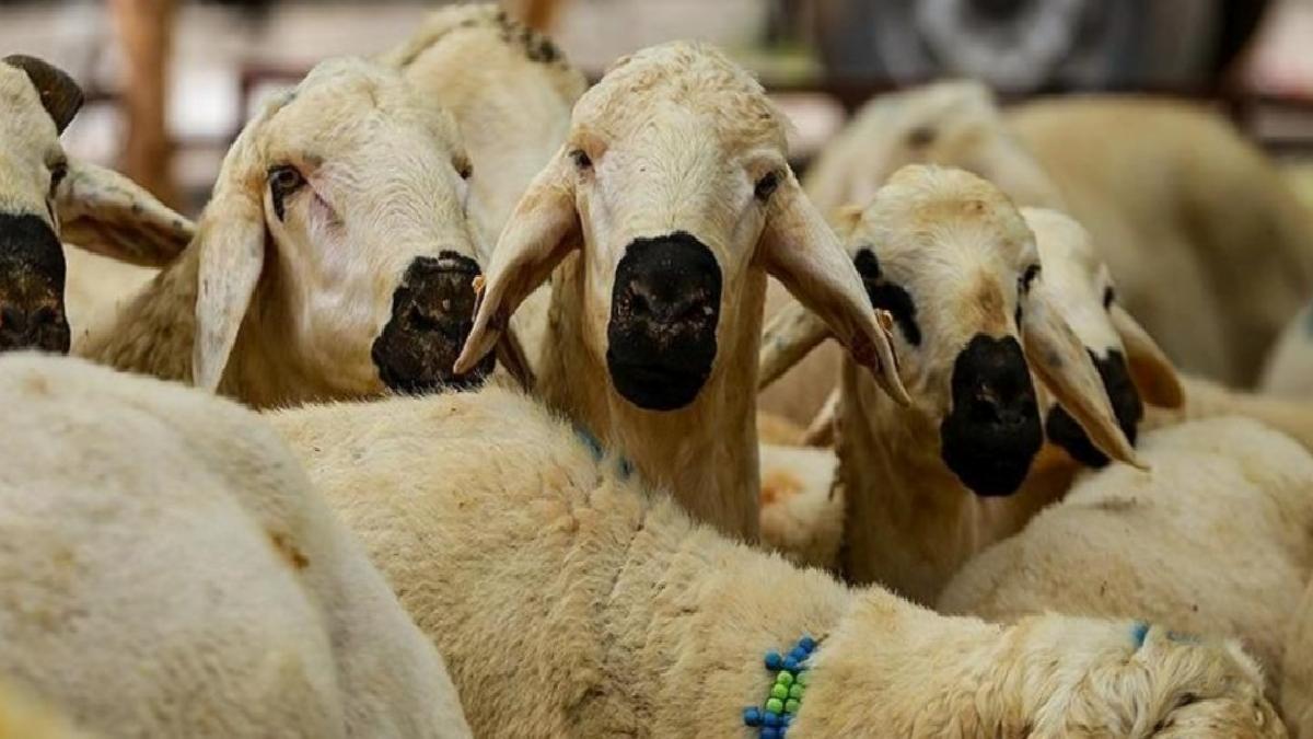 Kurban Hizmetlerinin Uygulanmasına Dair Tebliğ, Resmi Gazete’de