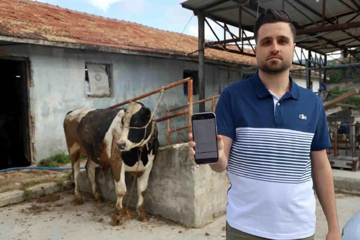 Kurbanlık Tosun Alırken 200 Bin TL Dolandırıldılar