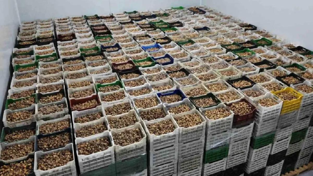 Kuru İncir İhracatı Yüzde 28 Arttı
