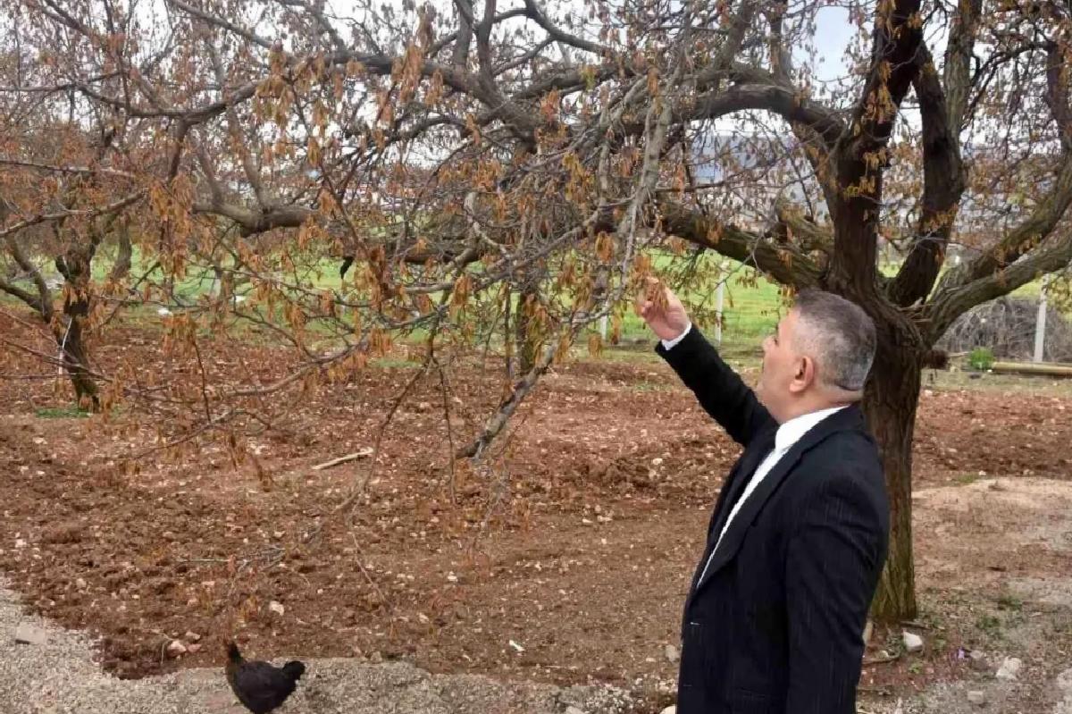Malatya’da Zirai Don Tehlikesi
