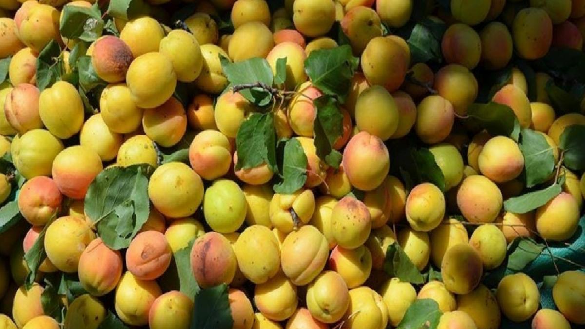 Malatya’dan nisanda 23 milyon dolarlık ihracat