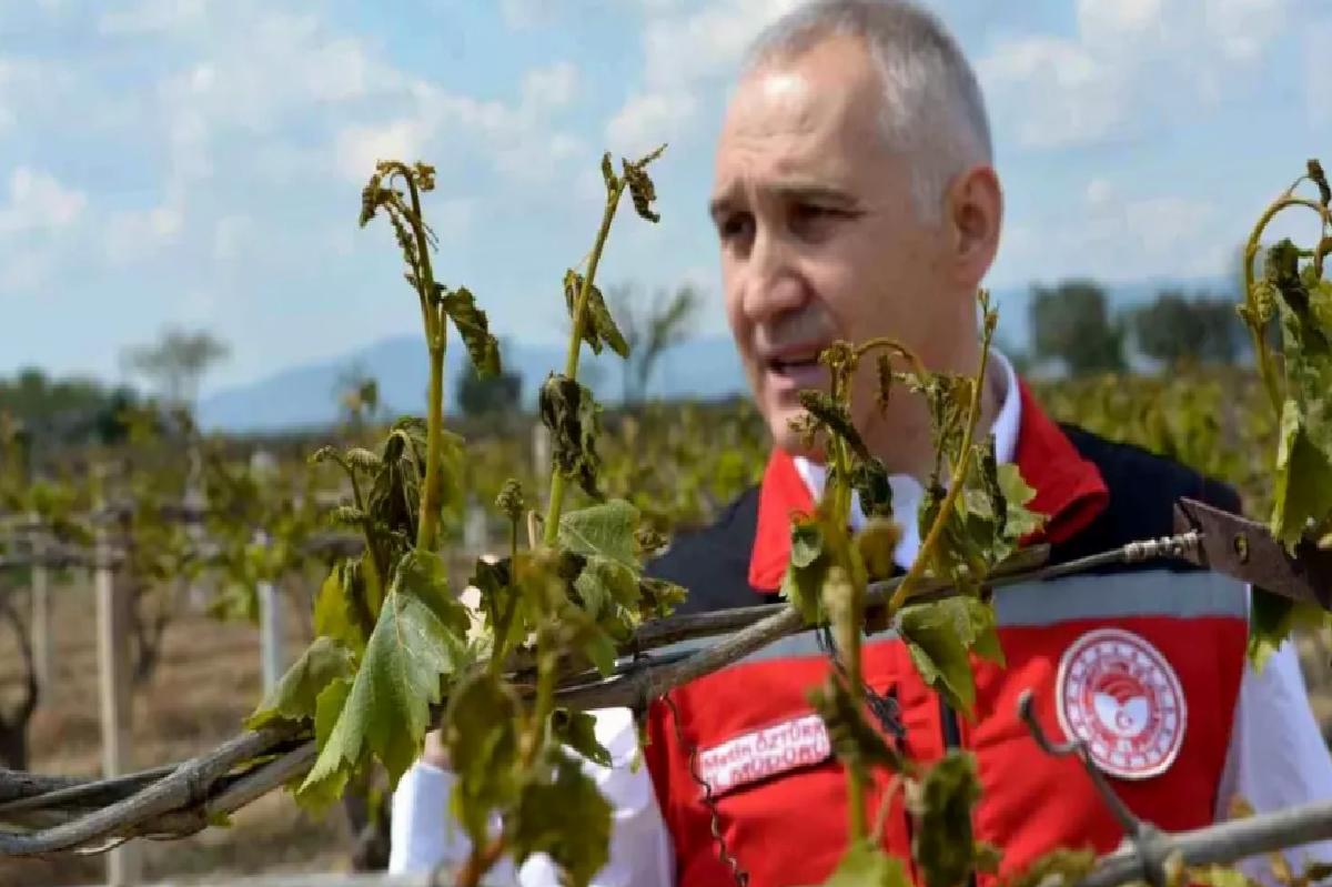 Manisa’da Zirai Don Zararına Karşı Önlemler