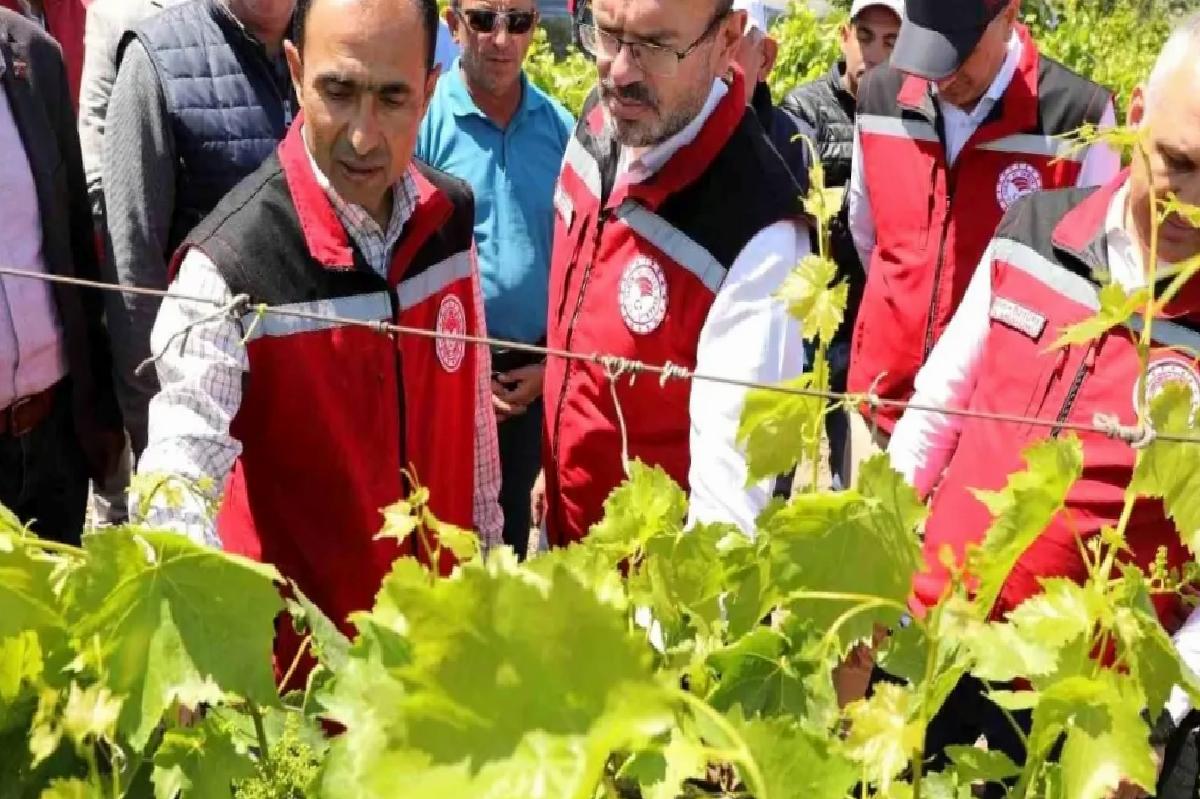 Manisa’da zirai donun yaraları sarılıyor