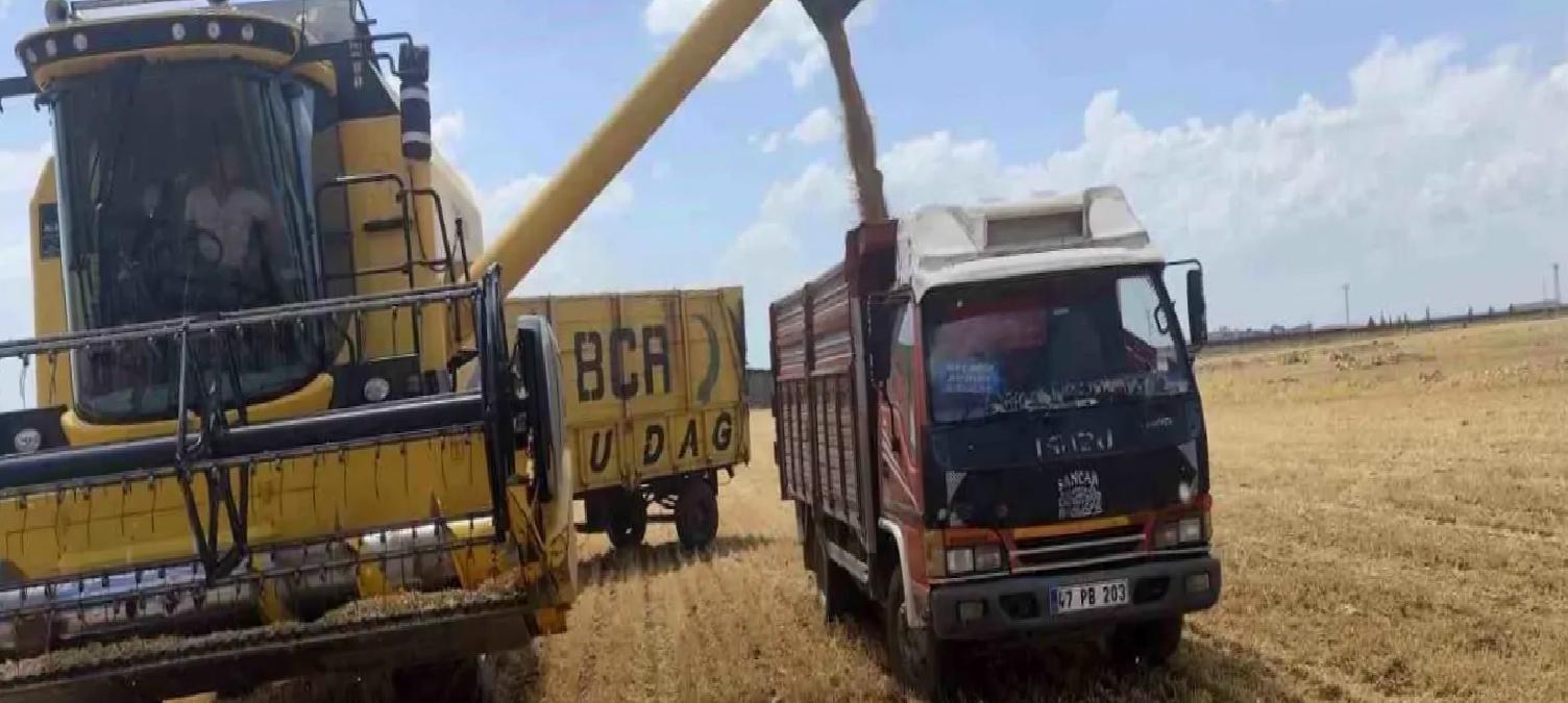 Mardin’de İlk Buğday Hasadı