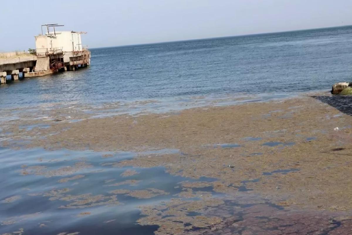 Marmara’da Alg Patlaması