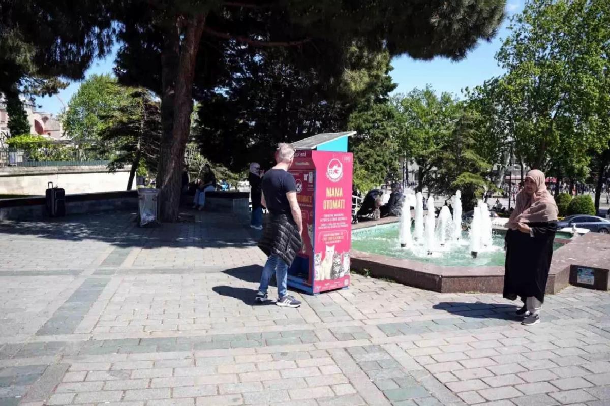 Martıların Kedi Taklidi Sosyal Medyada Gündem Oldu