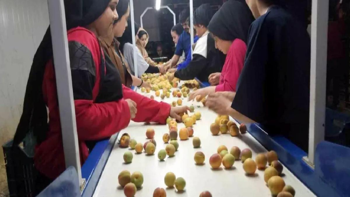 Mersin Mut’ta Kayısı Hasadı ve İhracatı Başladı