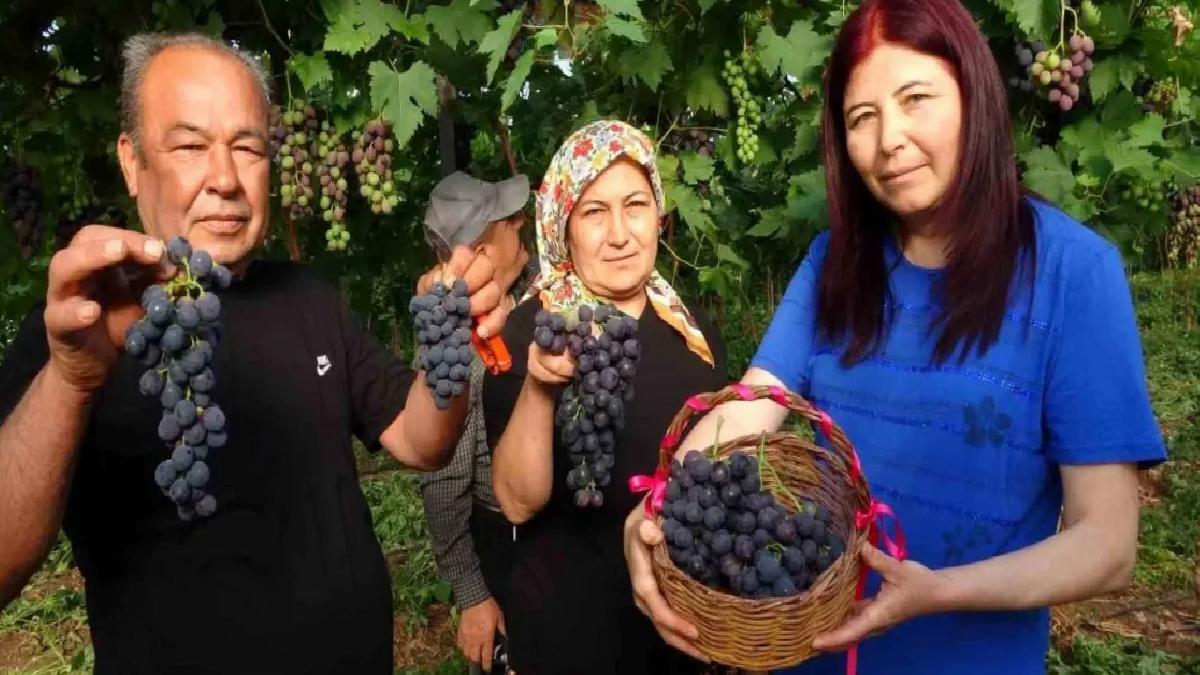 Mersin’de Kara Üzüm Hasadı Başladı