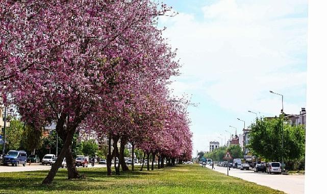 Mevsimlik çiçekler şehri güzelleştiriyor
