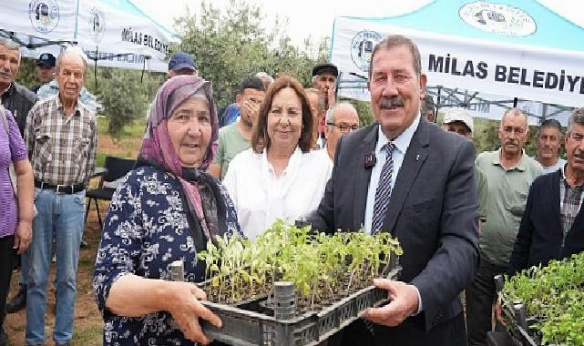 Milas Belediyesi, ata tohumlarını yaşatmak için üreticilere fide dağıtımı gerçekleştirdi